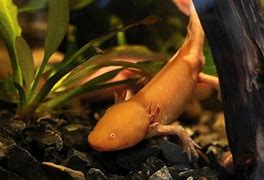 Apakah Axolotl Hewan Langka