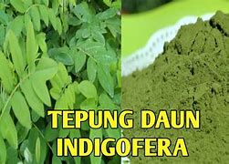 Daun Indigofera Untuk Ayam